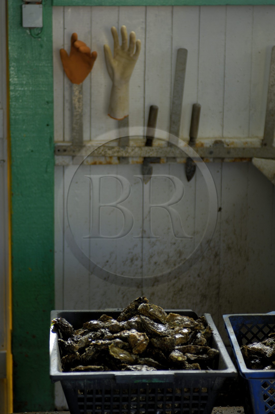 France, Charente-Maritime (17), Ile d'Oléron, le chenal d'Ors, port ostréicole, nettoyage des huitres