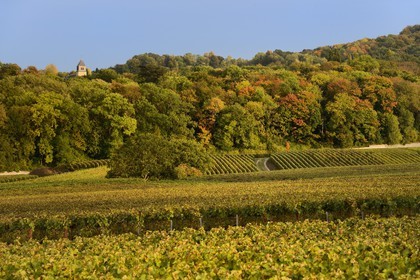 France, Marne, regional park of Montagne de Reims, Villers-Allerand church tower and Champagne vineyards