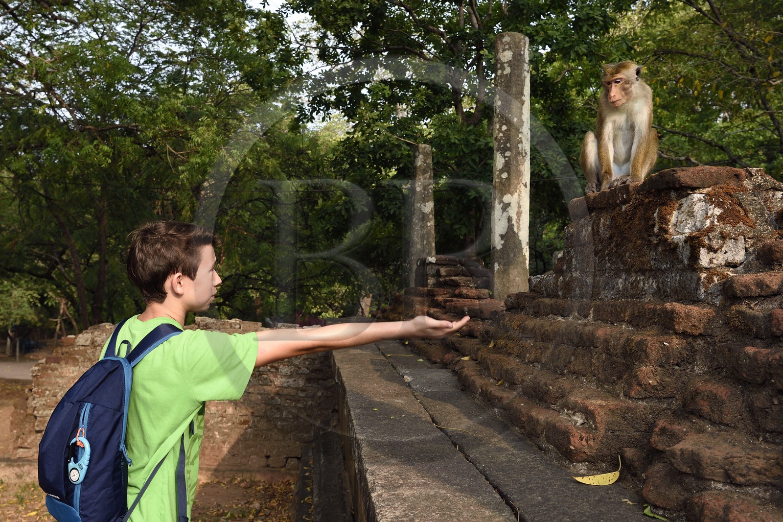 Sri Lanka, province du Centre-Nord, Polonnaruwa, l'ancienne capital du pays (XIe au XIIIe siècle) est classée au Patrimoine Mondial de l'UNESCO, terrasse de la relique de la Dent (Dala Maluwa), rencontre avec des macaques