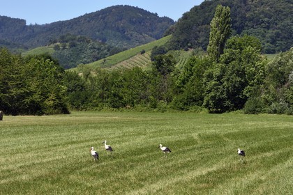 France, Bas-Rhin (67), Route des vins d'Alsace, Eichhoffen, cigognes blanches (Ciconia ciconia) dans un champ