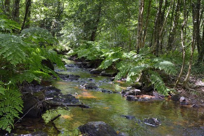 France, Ille-et-Vilaine (35),  forêt de Brocéliande, la vallée de l'Aff