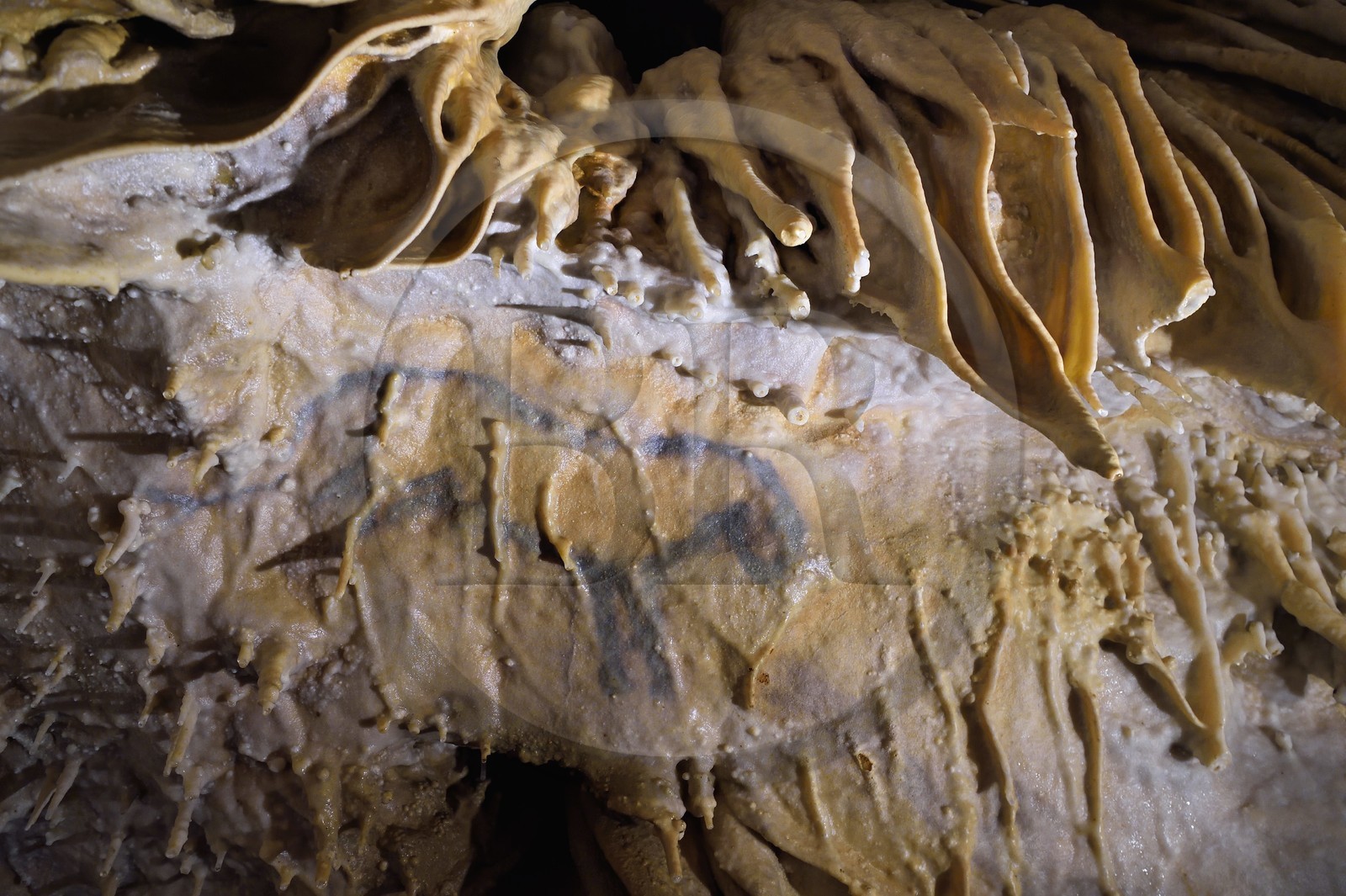 France, Dordogne (24), Périgord Vert, Villars, Grotte de Villars, dessin paléolithique au dioxyde de manganèse surnommé le Petit Cheval bleu datant d' environ 17000 ans (Magdalénien), il est recouvert par un manteau de calcite semi-transparent