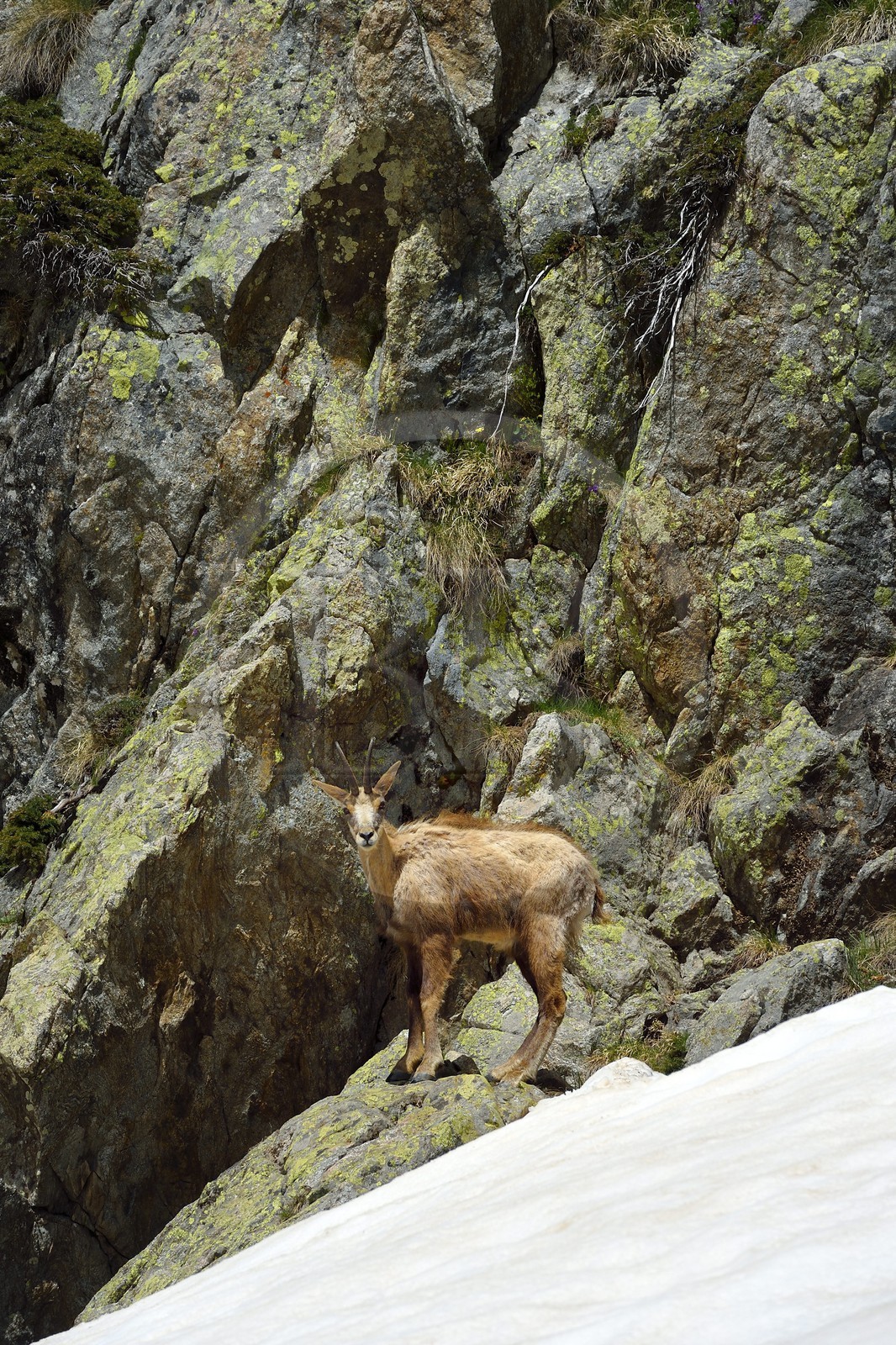 France, Alpes-Maritimes (06), parc national du Mercantour, chamois (Rupicapra rupicapra) dans le vallon de la Madone de Fenestre