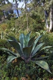 France, Var, Le Rayol Canadel sur Mer, Domaine du Rayol, Conservatoire du Littoral Estate compulsory mention, Jardin des Mediterranees designed by landscaper Gilles Clément, Agave salmiana var. ferox