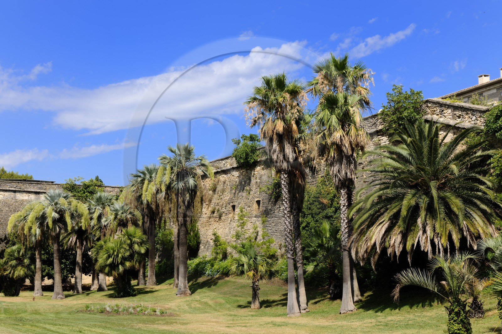 France, Herault, Montpellier, the ditches of the Citadel have been converted into gardens planted with palm