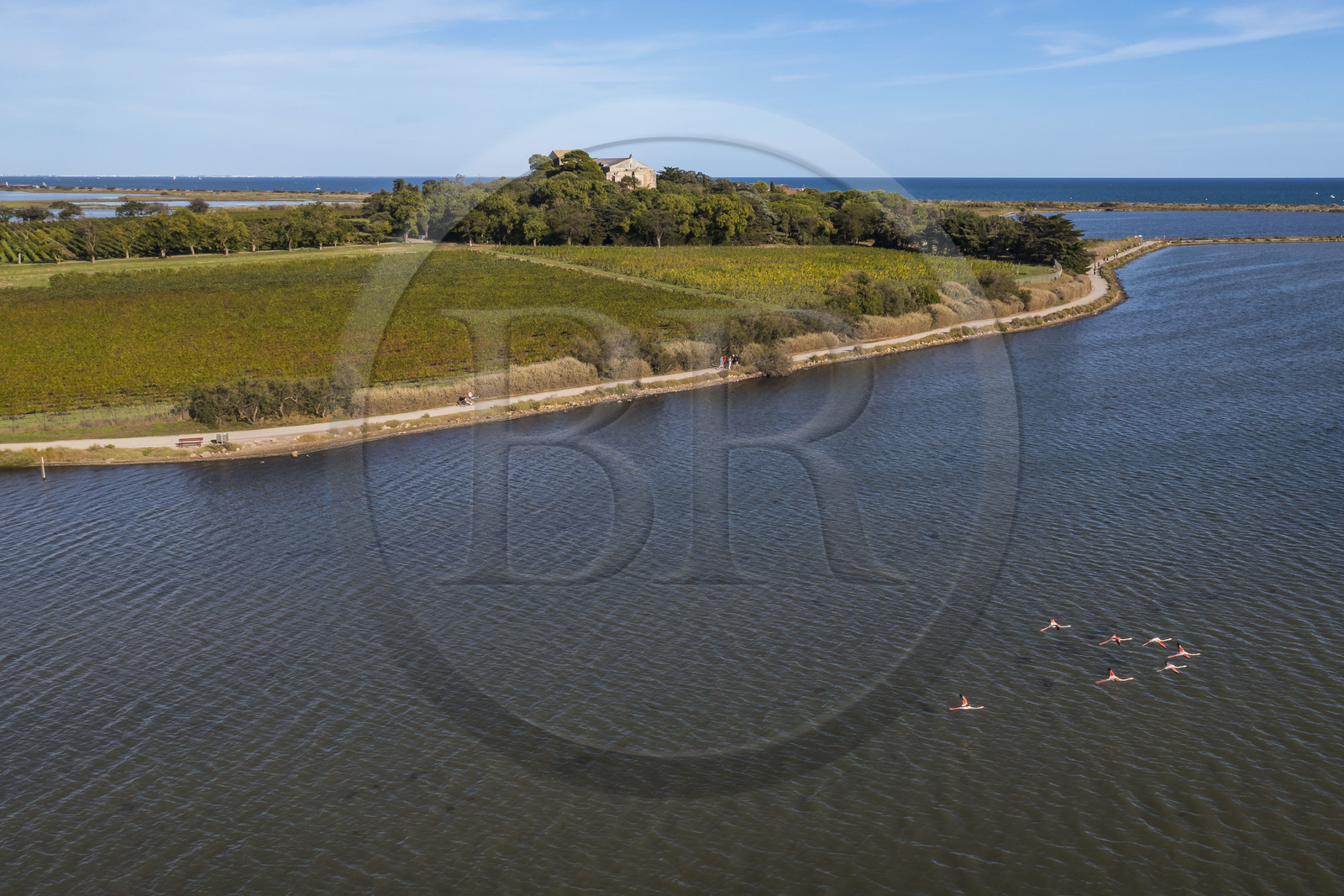 France, Hérault (34), Villeneuve-lès-Maguelone (Palavas-Les-Flots), flamants roses dans l'Etang de Pierre Blanche devant l'Ile de Maguelone et la cathédrale Saint-Pierre-et-Saint-Paul de Maguelone (vue aérienne) France, Herault, Villeneuve les Maguelone (Palavas Les Flots), pink flamingos in the Pierre Blanche pond in front of Maguelone Island and the Saint-Pierre-et-Saint-Paul de Maguelone cathedral (aerial view)