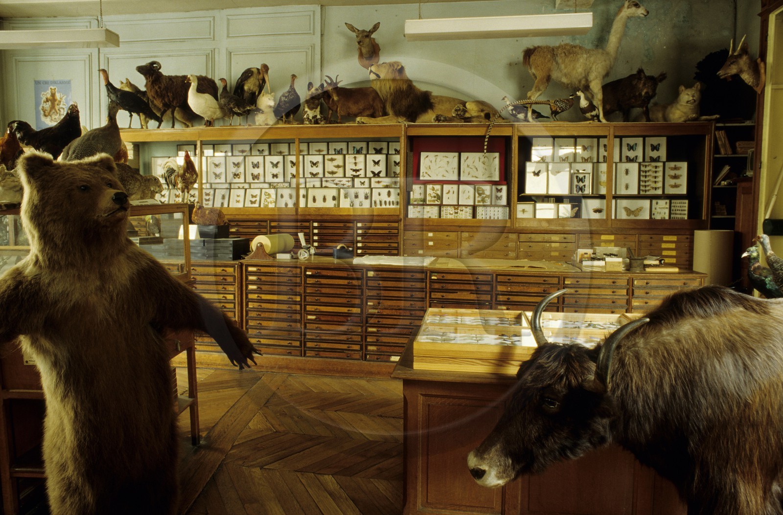 France, Paris (75), Maisaon Deyrolle (taxidermiste) rue du Bac