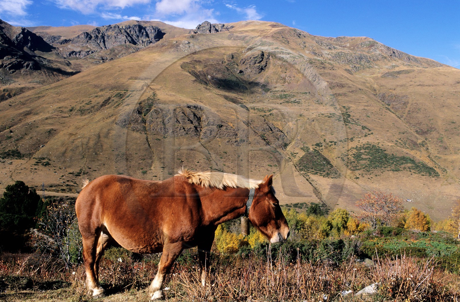 France, Pyrenees Orientales, horse with bell at the edge of N22 at the border of andorra in Cerdagne