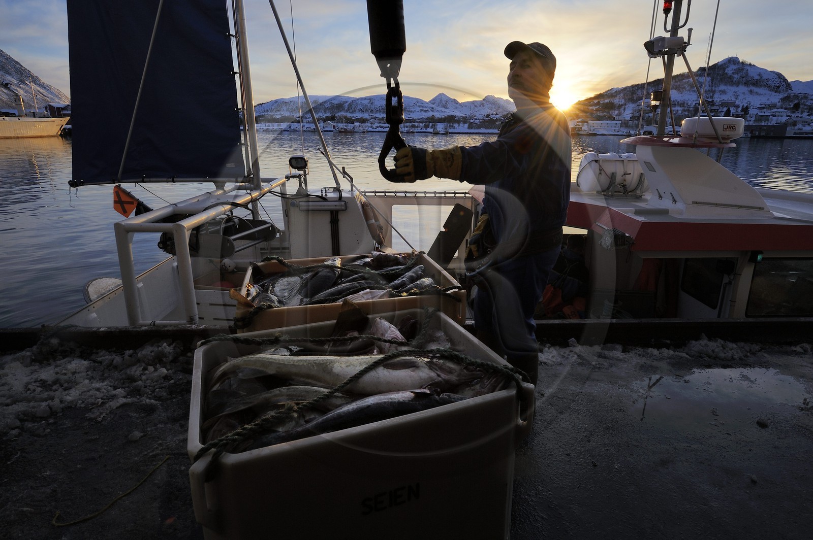 Norvège, Nordland, iles des Westeralen, port de Myre, débarquement du cabillaud skrei du bateau de pêche
