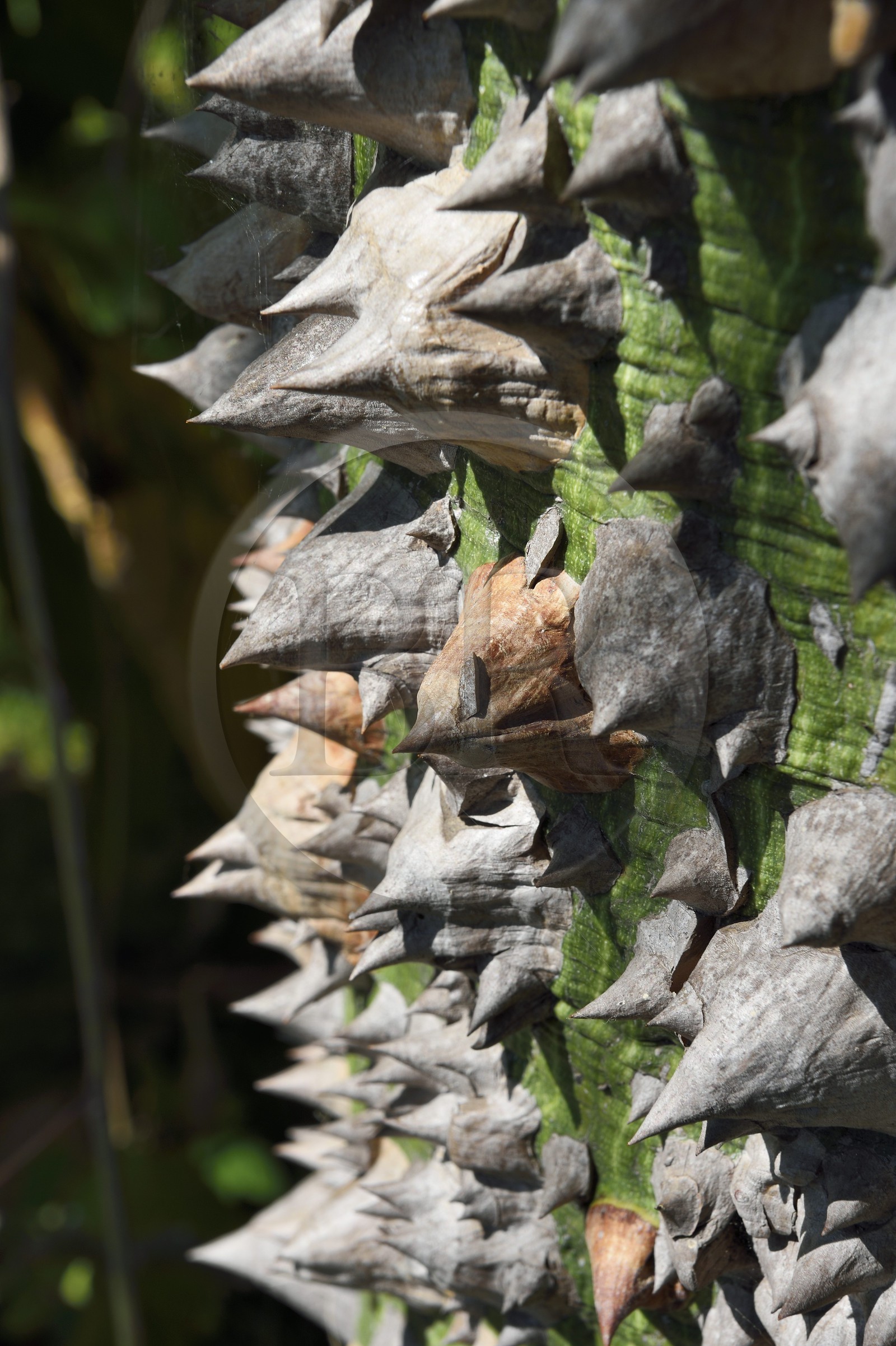 France, Alpes-Maritimes (06), Menton, Jardin botanique exotique du Val Rahmeh, tronc du Fromager ou Kapokier ou Arbre à kapok (Ceiba pentandra)