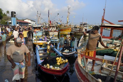 Sri Lanka, Province du Sud, Matara (district), Weligama, port de pêche de Mirissa, débarquement du poisson à l'aube