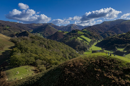 France, Pyrénées-Atlantiques (64), Pays-Basque, la vallée des Aldudes, vaches au sommet de la colline d’Elizamendi au dessus d'Urepel, le Kintoa (le pays Quint) au sud de la vallée à cheval de la frontière espagnole en arrière plan (vue aérienne)
