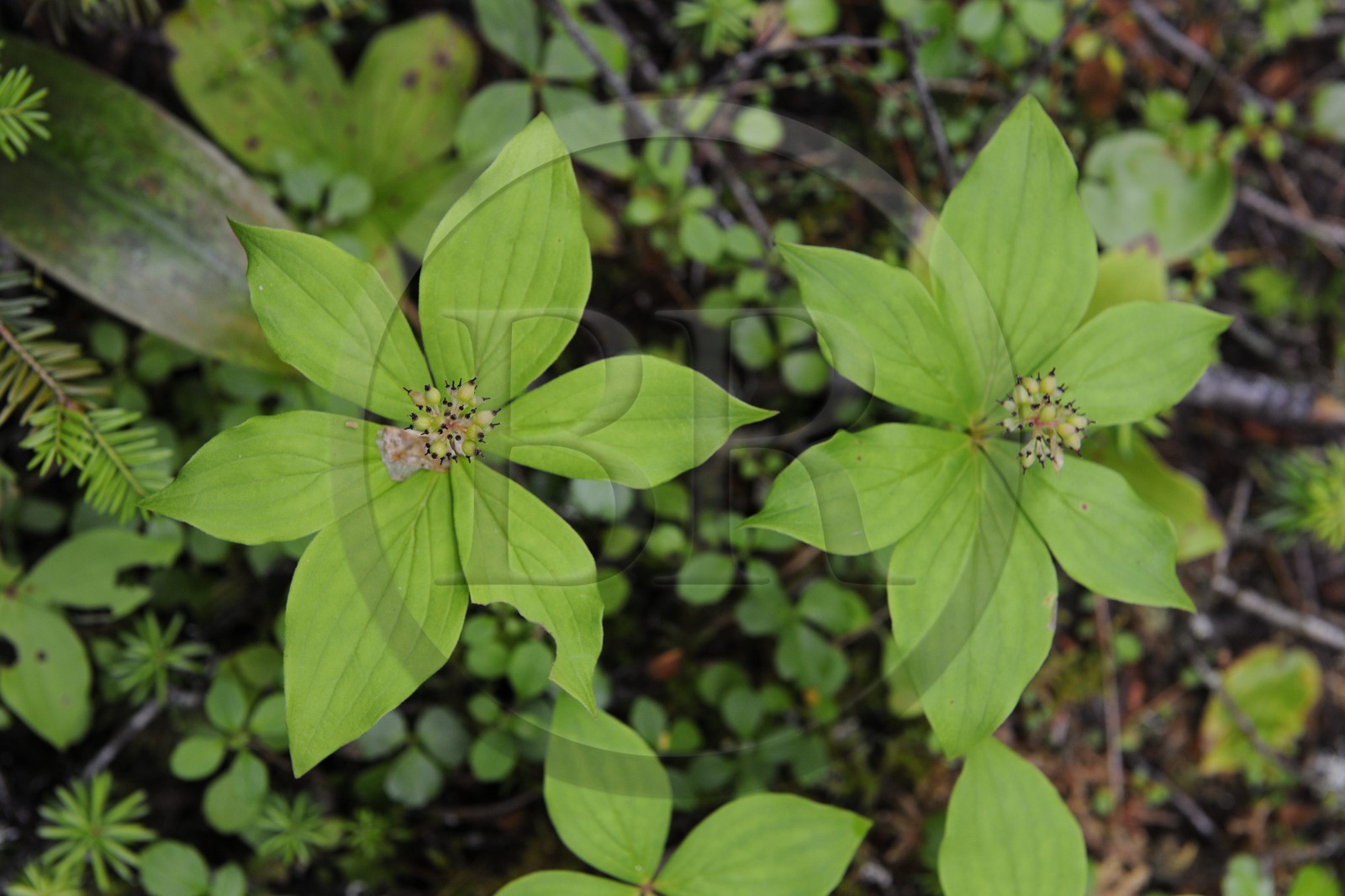Canada, province du Québec, Côte Nord, Havre-Saint-Pierre, le Parc National Archipel de Mingan dans le golfe du Saint Laurent, plante typique de forêt boréale le Quatre Temps