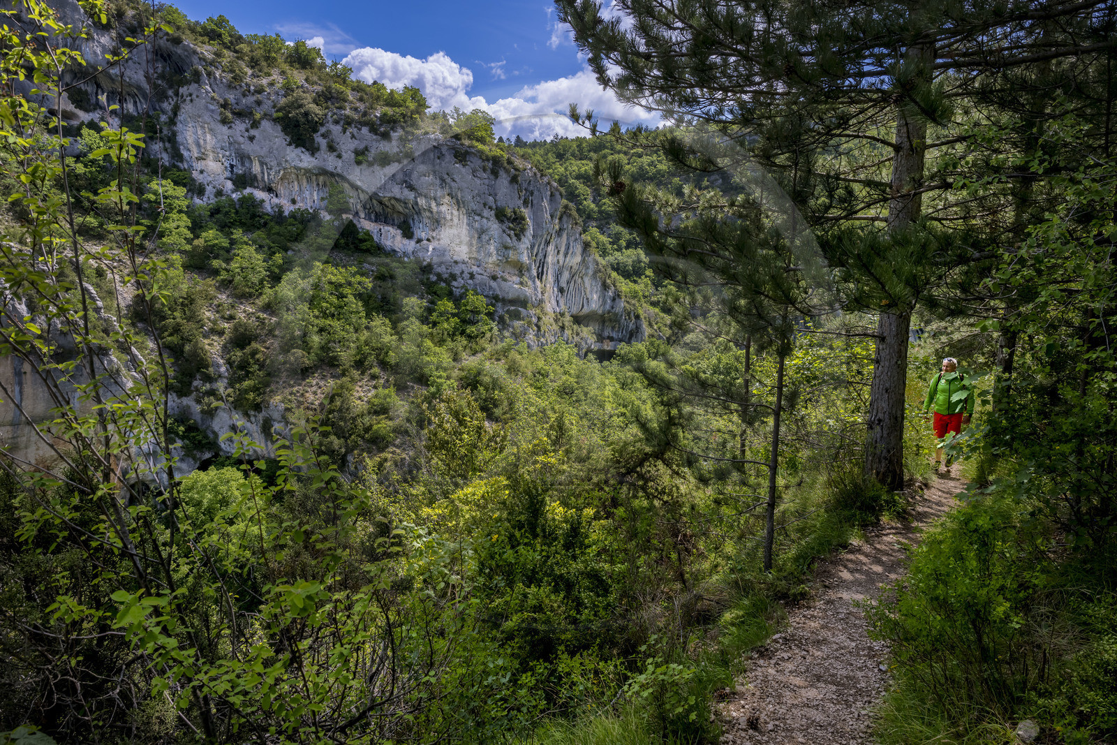 France, Vaucluse (84), Parc naturel régional du Mont Ventoux, Monieux, Gorges de La Nesque, randonneur progressant sur un sentier sur les hauteurs face au barres rocheuses