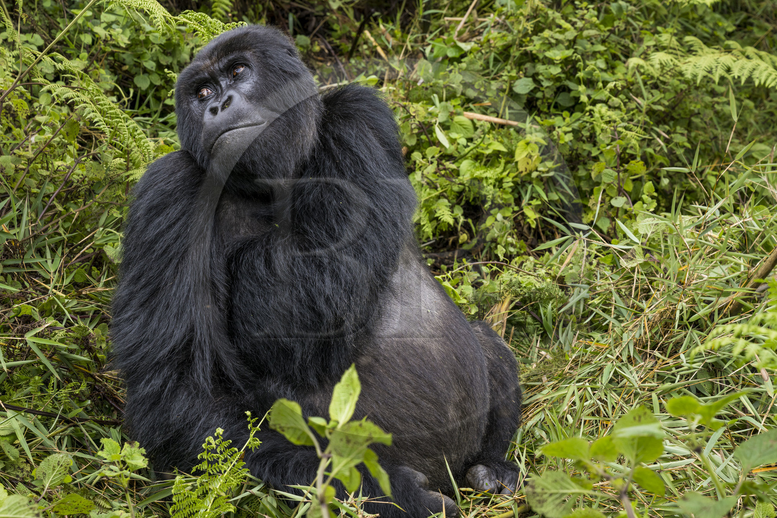 Rwanda, Province du Nord, Parc National des Volcans dans la chaine des Monts Virunga, mont Karisimbi, gorille des montagnes (Gorilla beringei beringei) du groupe Susa, male appelé dos argenté (silverback)