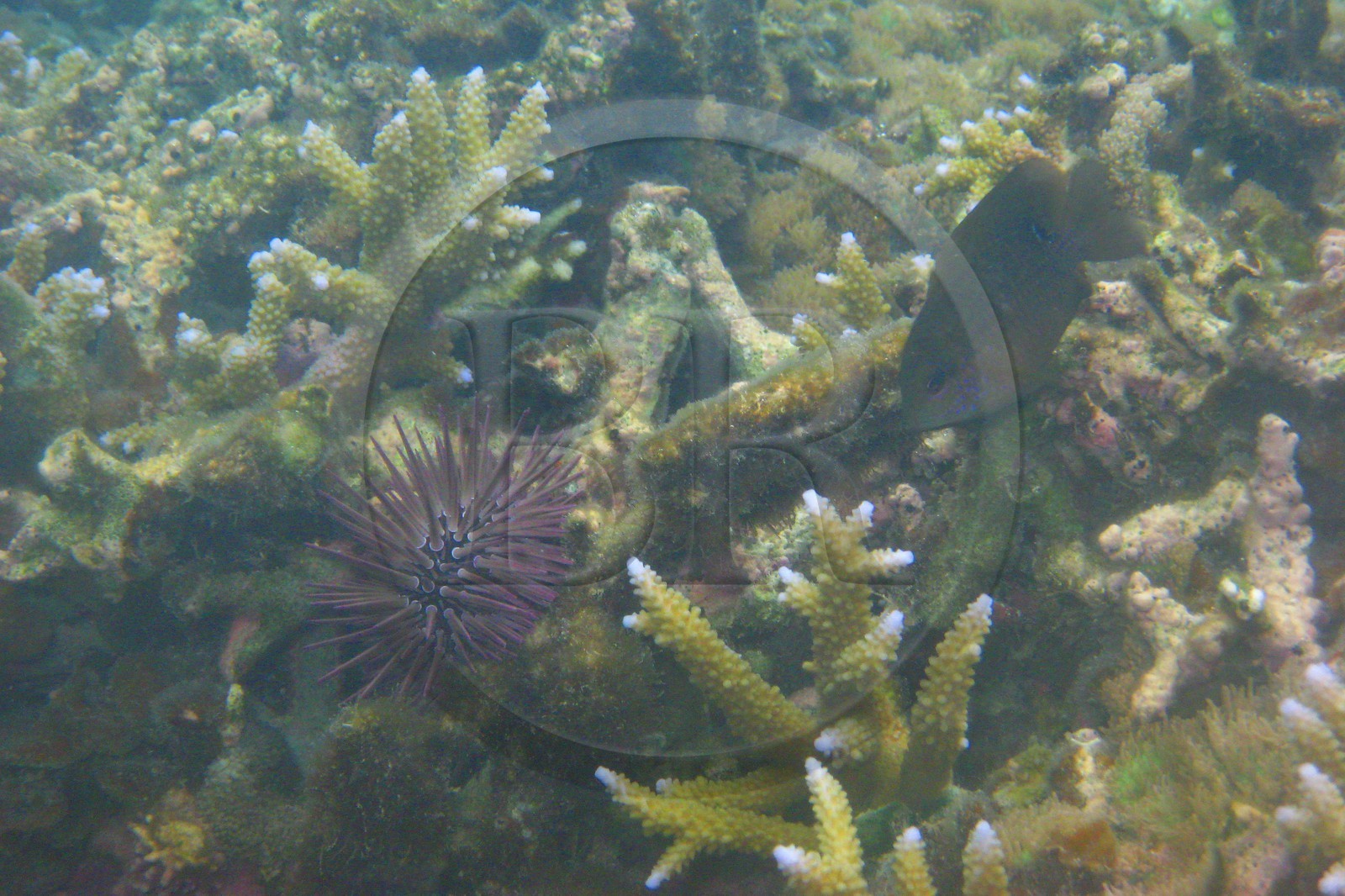 France, Reunion Island (French overseas department), coral reef of Saint Gilles and Ermitage lagoon (underwater view)