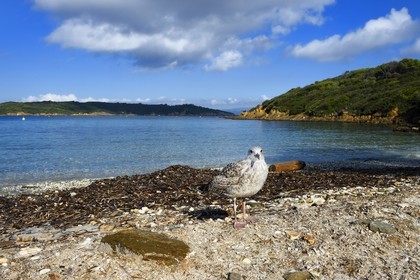 France, Var (83), Iles d'Hyères, parc national de Port Cros, Ile de Port-Cros, plage du Sud