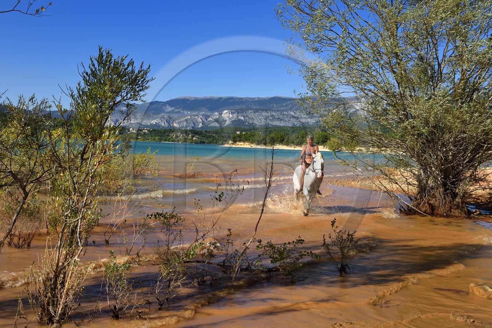 France, Var (83), Parc Naturel Régional du Verdon, lac de Sainte Croix, randonnée équestre avec Verdon Equitation