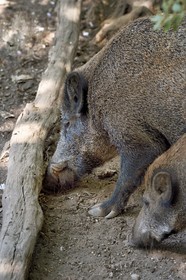 France, Var (83), Flassans-sur-Issole, sanglier (Sus scrofa) dans le parc aventure de Aoubré