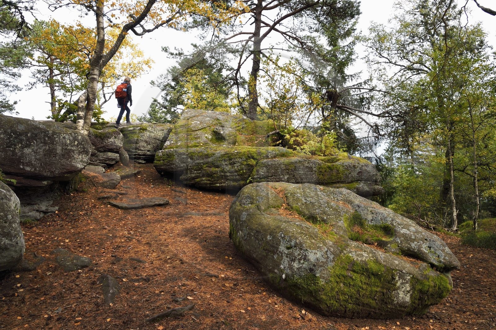 France, Haut-Rhin (68), Thannenkirch, randonnée dans le massif du Taennchel, au sommet du Rocher des Géants
