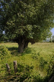 France, Eure, Marais-Vernier, willows bordering typically the courtils (long and thin plot drained by channels lined with hedges) of the marsh