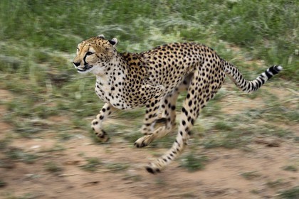 Namibia, Otjiwarongo, Cheetah Conservation Fund, research and education centre, cheetah (Acinonyx jubatus) trained to run to keep fit and healthy