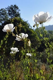 France, Var (83), Rayol-Canadel-sur-Mer, Domaine du Rayol, propriété du conservatoire du littoral mention obligatoire, le jardin des Méditerranées conçu par le paysagiste Gilles Clément, pavot de Californie