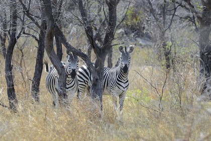 Zimbabwe, province de Matabeleland méridional, Matobo ou Matopos Hills National Park, classé Patrimoine Mondial de l'UNESCO, Zèbres (equus burchelli)