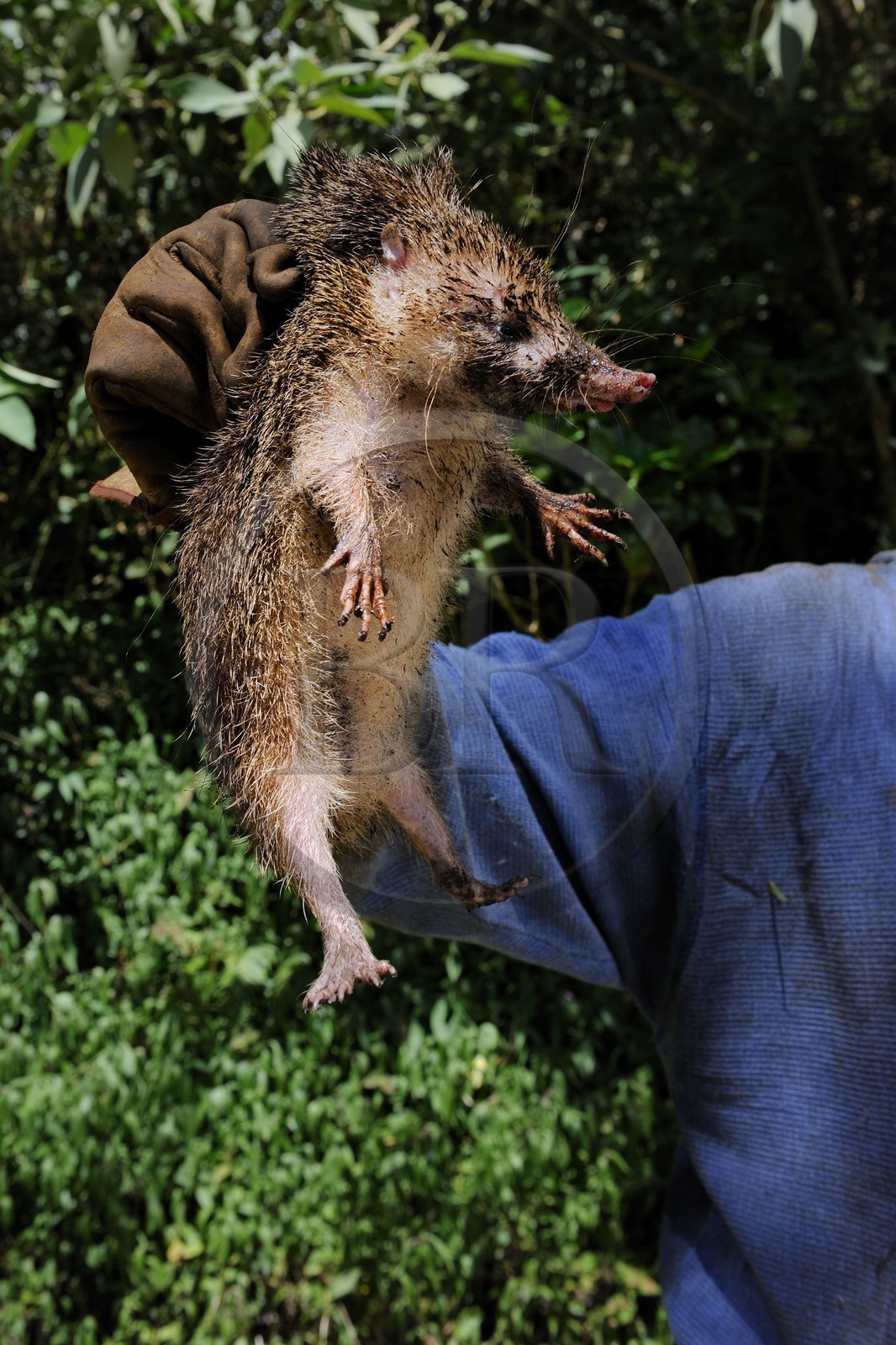 France, île de la Réunion,