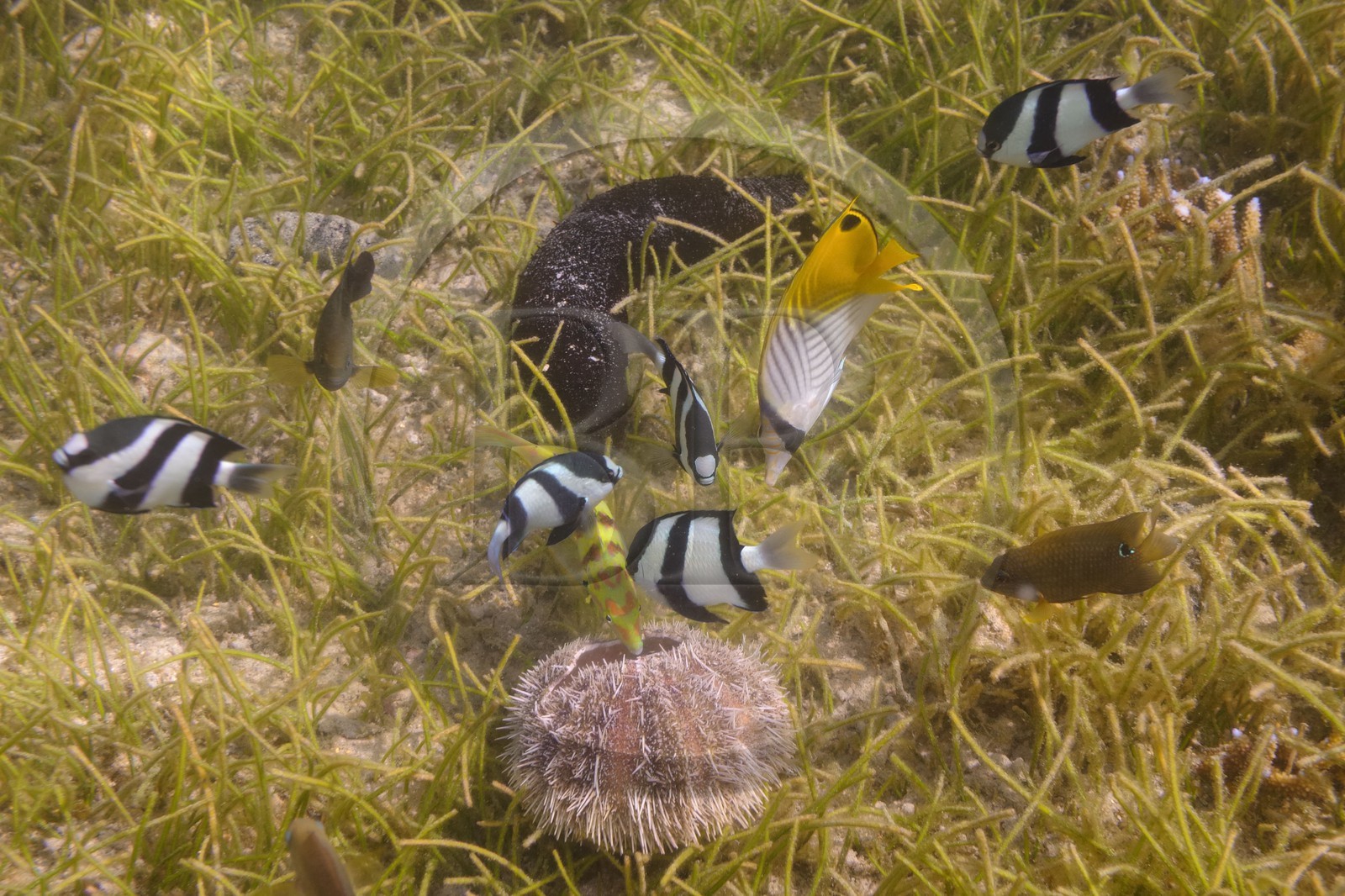France, île de la Réunion, le récif corallien du lagon de la plage de Saint-Gilles et de l'Ermitage (vue sous-marine)