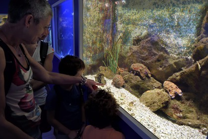 France, Var (83), Ile des Embiez, l'institut océanographique Paul Ricard dans le fort Saint-Pierre, aquarium de grandes cigales de mer (Scyllarides latus)