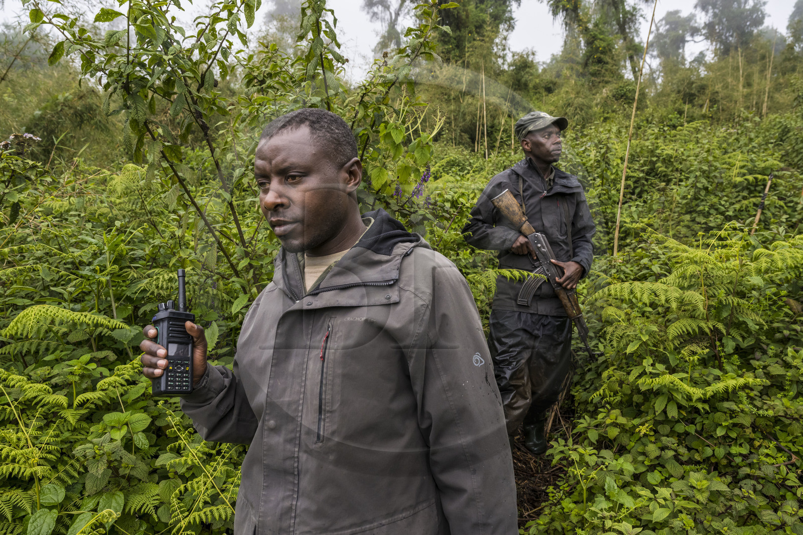 Rwanda, Province du Nord, Parc National des Volcans dans la chaine des Monts Virunga, mont Karisimbi, le garde Ferdinand Ndamiyabo et pisteur du Parc accompagnant des touristes à la rencontre des gorilles des montagnes du groupe Susa