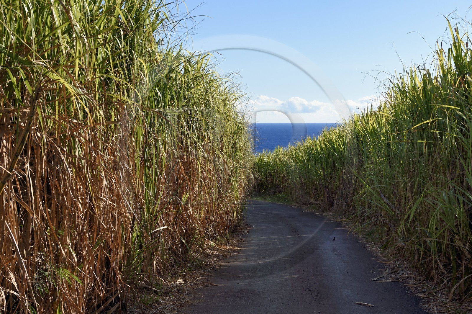 France, Ile de la Reunion, Saint-Philippe, Mare-Longue, route de la montagne traversant des champs de canne à sucre
