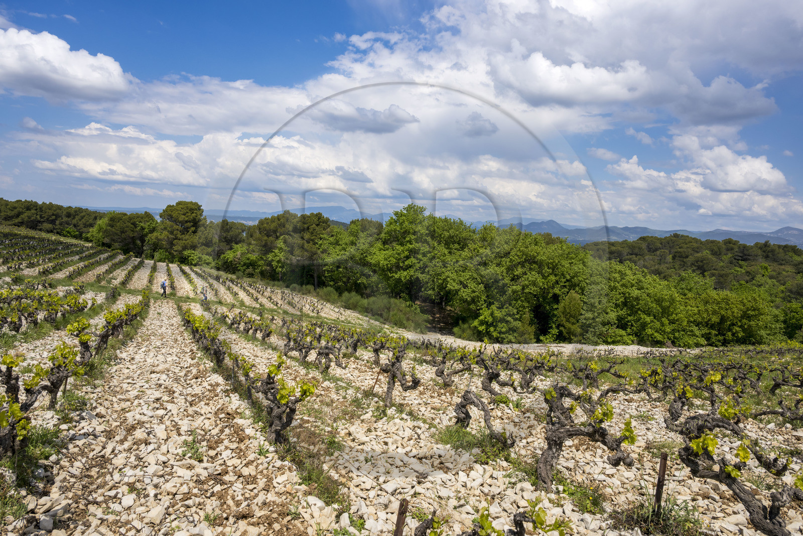 France, Vaucluse (84), Dentelles de Montmirail, Séguret, les vignobles du Domaine viticole de Mourchon