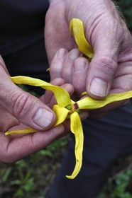 France, Ile de Mayotte, Grande-Terre, Ouangani, fleur d'ylang-ylang (Cananga odorata)
