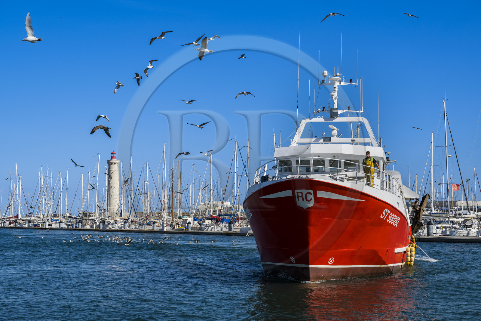 France, Hérault (34), Sète, retour des chalutiers de leur journée de pêche suivis de leur cortège de gabians (goélands) et le phare du mole Saint-Louis en arrière-plan