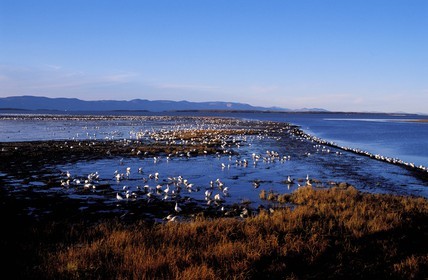 Canada, province de Québec, Chaudière-Appalaches, oies blanches en migration autour de Montmagny