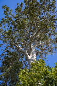 France, Alpes-Maritimes, Antibes, The Botanical Garden of Villa Thuret (attached to INRAE), labeled Jardin Remarquable (Outstanding Garden) and Remarkable Tree,  Dorrigo white gum (Eucalyptus dorrigoensis)