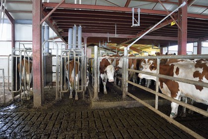 France, Cantal (15), Sainte-Marie, hameau de La Terrisse, élevage de vache laitières de race montbéliarde de la ferme de Cantagrel, la traite du soir