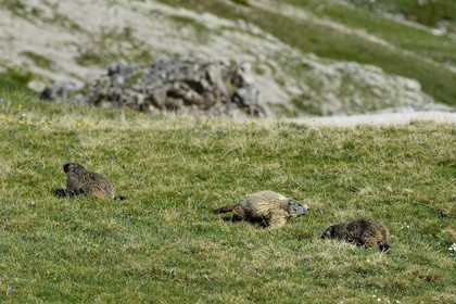 France, Alpes-de-Haute-Provence (04), Uvernet-Fours, parc national du Mercantour, vallée de l'Ubaye, col de la Cayolle (2326 m), marmotte des Alpes (Marmota marmota) sur la pelouse alpine