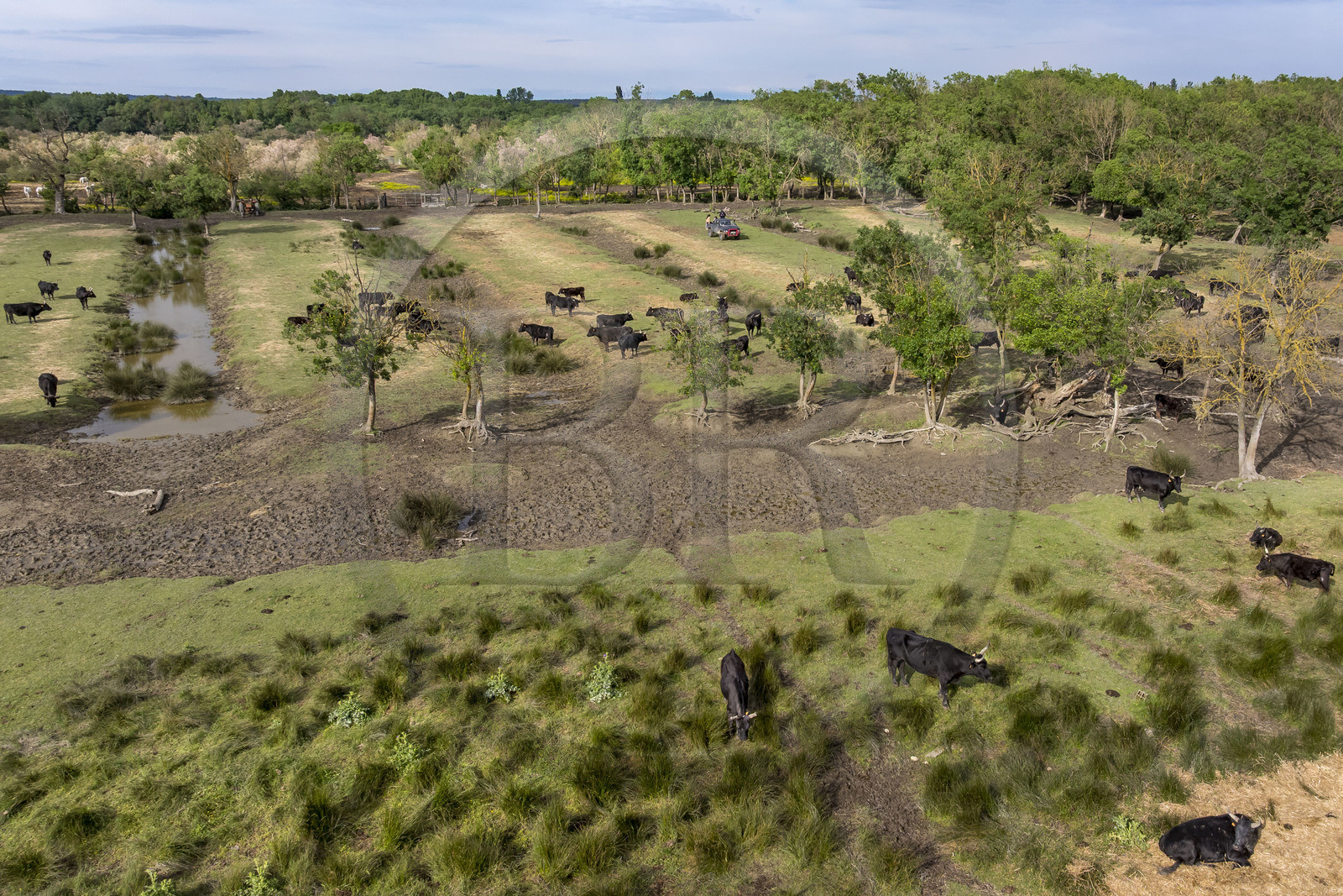 France, Gard (30), Saint-Gilles du Gard, manade Pierre Aubanel & fils, taureaux camarguais appelés Raço di Biou (vue aérienne)
