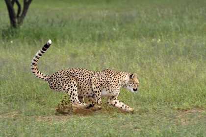 Namibie, Otjiwarongo, Cheetah Conservation Fund, centre de recherche et d'éducation, guépard (Acinonyx jubatus) chassant un leurre pour lui donner de l'exercice et garder la forme