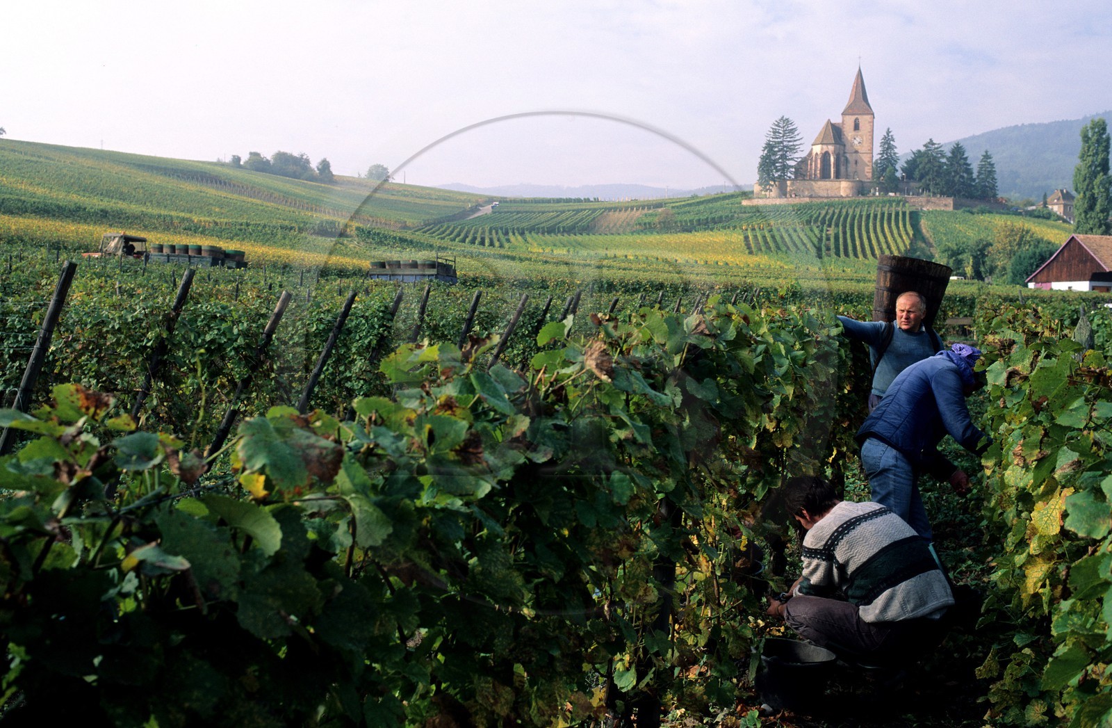 France, Haut-Rhin (68), Route des vins d' Alsace, Hunawihr, labellisé Les Plus Beaux Villages de France, vendangeurs