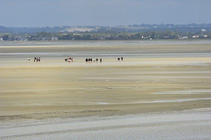 France, Manche (50), traversée à pied de la Baie du Mont Saint-Michel, classé Patrimoine Mondial de l' UNESCO