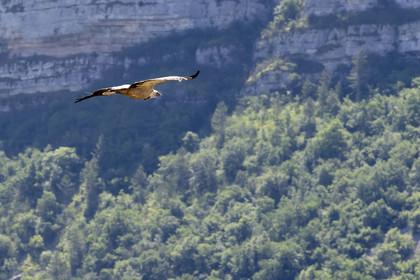 France, Drôme (26), parc naturel régional des Baronnies provençales, Rémuzat, plateau Saint-Laurent, vol d'un vautour fauve (Gyps fulvus) au dessus de la vallée de l'Oule