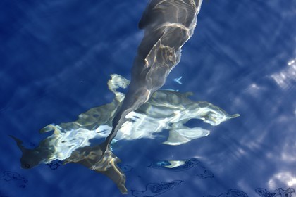 France, Alpes-Maritimes, Saint Jean Cap Ferrat, Pelagos Sanctuary for Mediterranean Marine Mammals, striped dolphin (Stenella coeruleoalba)