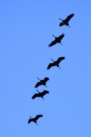 France, Indre (36), le Berry, parc naturel régional de la Brenne, Rosnay, étang de la Mer Rouge, grue cendrée (grus grus), vol au coucher de soleil