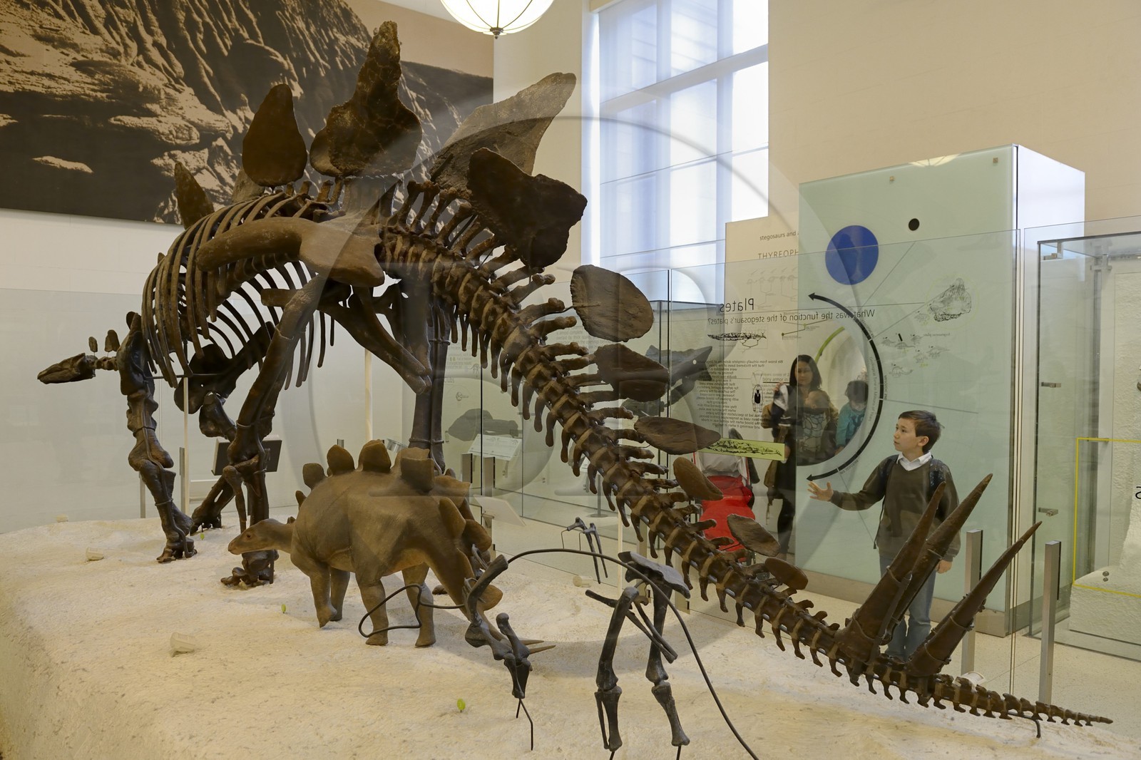 Etats-Unis, New York, Manhattan, Upper West Side, Musée Américain d'Histoire Naturelle (American Museum of Natural History), section des fossiles