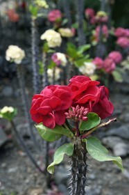 France, Ile de la Reunion, Saint Pierre, Jardin Botanique du Domaine du Café Grillé, épine du Christ, couronne du Christ ou couronne d'épines (Euphorbia milii)
