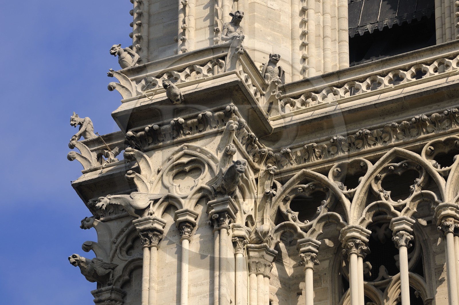 France, Paris (75), Ile de la Cité, cathédrale Notre-Dame de Paris, gargouilles de la tour sud